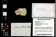 Foto (Objekt + Etikett) von Goniodromites sp.  (NHMW-GEO-2014-0194-0773)